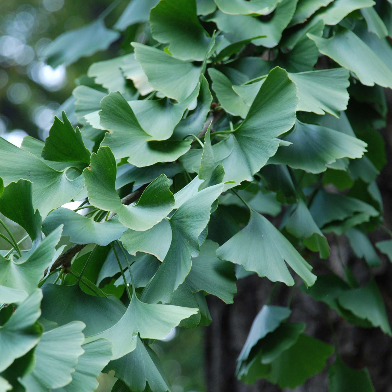 Fächerblattbaum / Ginkgobaum 'Mariken', 5 Liter, 60 cm Stamm, 20 - 25 cm Krone Liefergröße: Stammhöhe circa 60cm, Krone circa 20 cm
