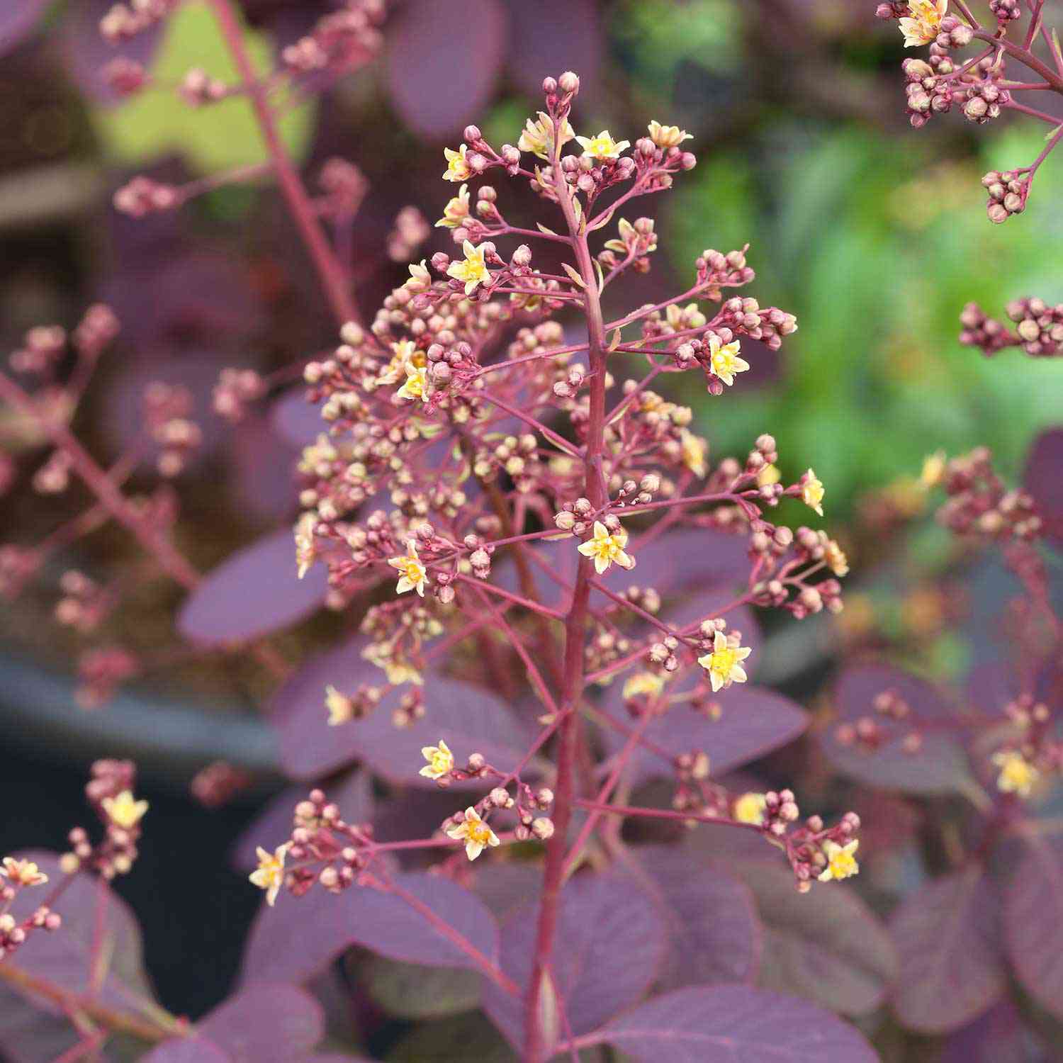 Perückenstrauch 'Royal Purple'
