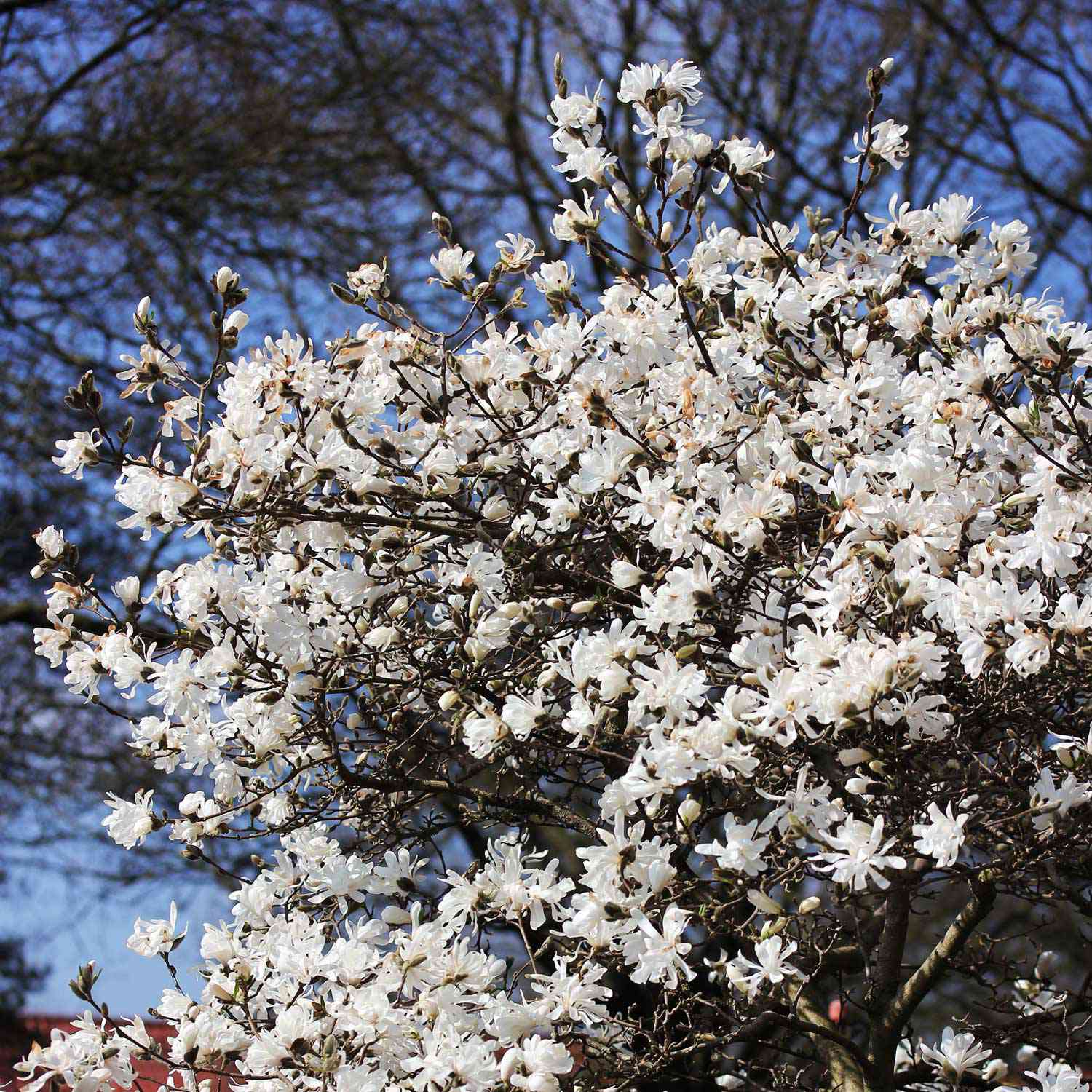 Sternmagnolie 'George Henry Kern'