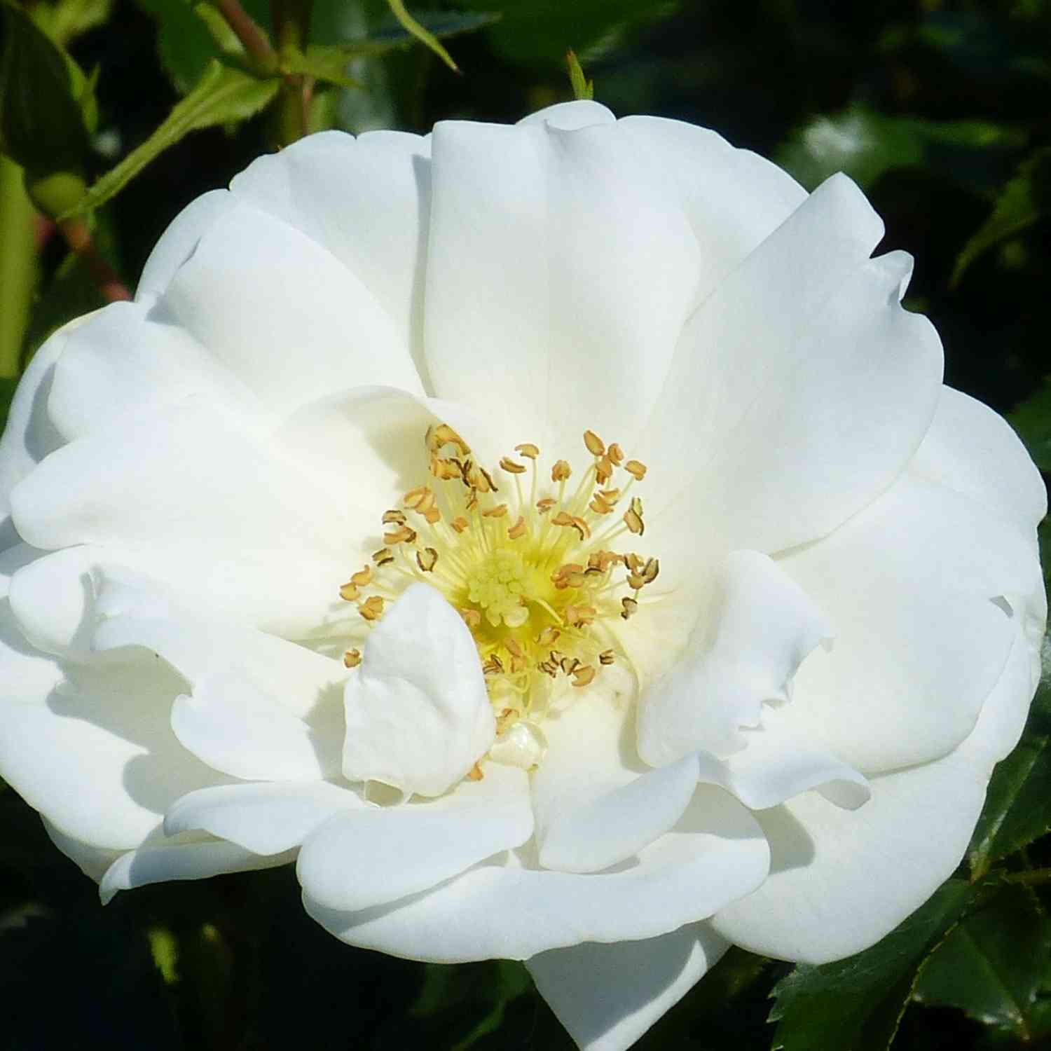 Bodendeckerrose 'Flower Carpet® Schneeflocke®' ADR
