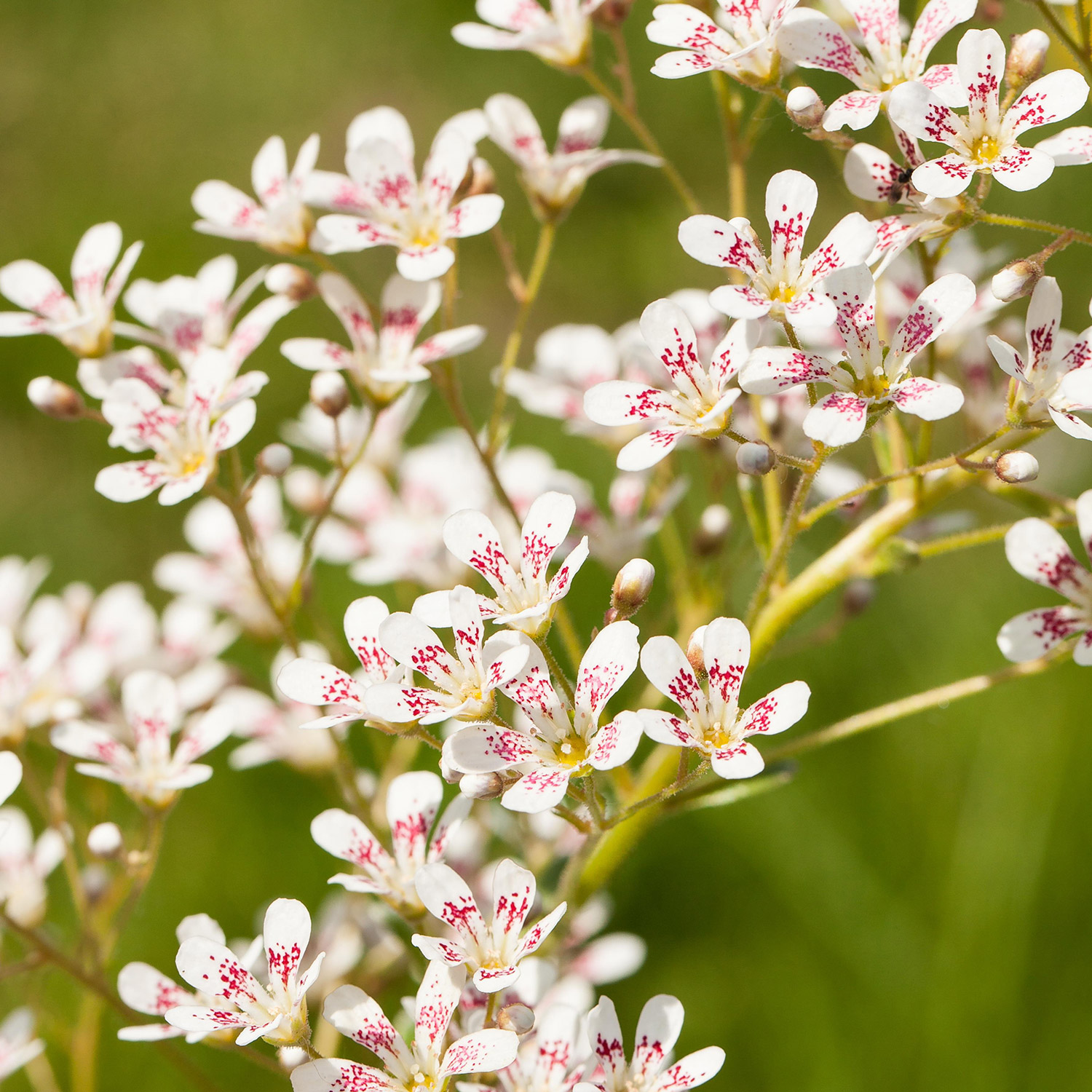 Strauß-Steinbrech 'Southside Seedling' Lieferform: Im 9 cm Topf