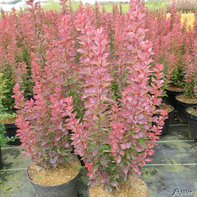 Rote Säulen-Berberitze 'Helmond Pillar', 3 - 5 Liter, 60 - 70 cm Liefergröße: 60 - 80 cm