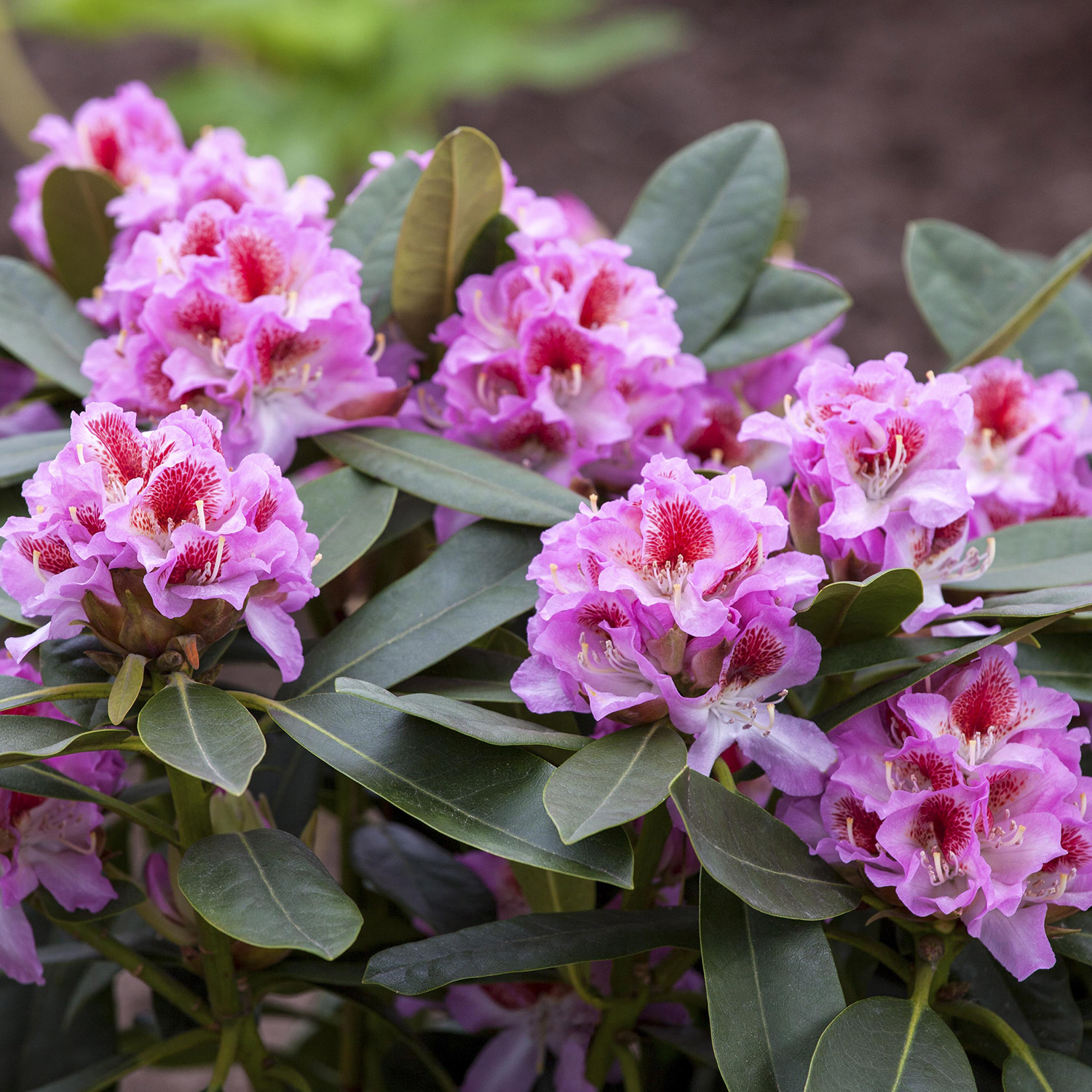 Rhododendron 'Belami®' Container, 30-40 cm - KLASSISCH Liefergröße: 30-40 cm