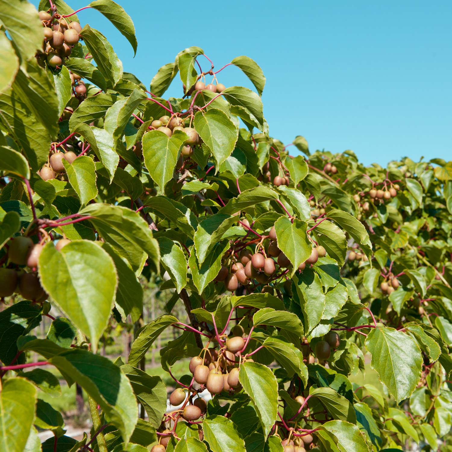 Bayernkiwi 'Weiki' Liefergröße: 60 - 100 cm