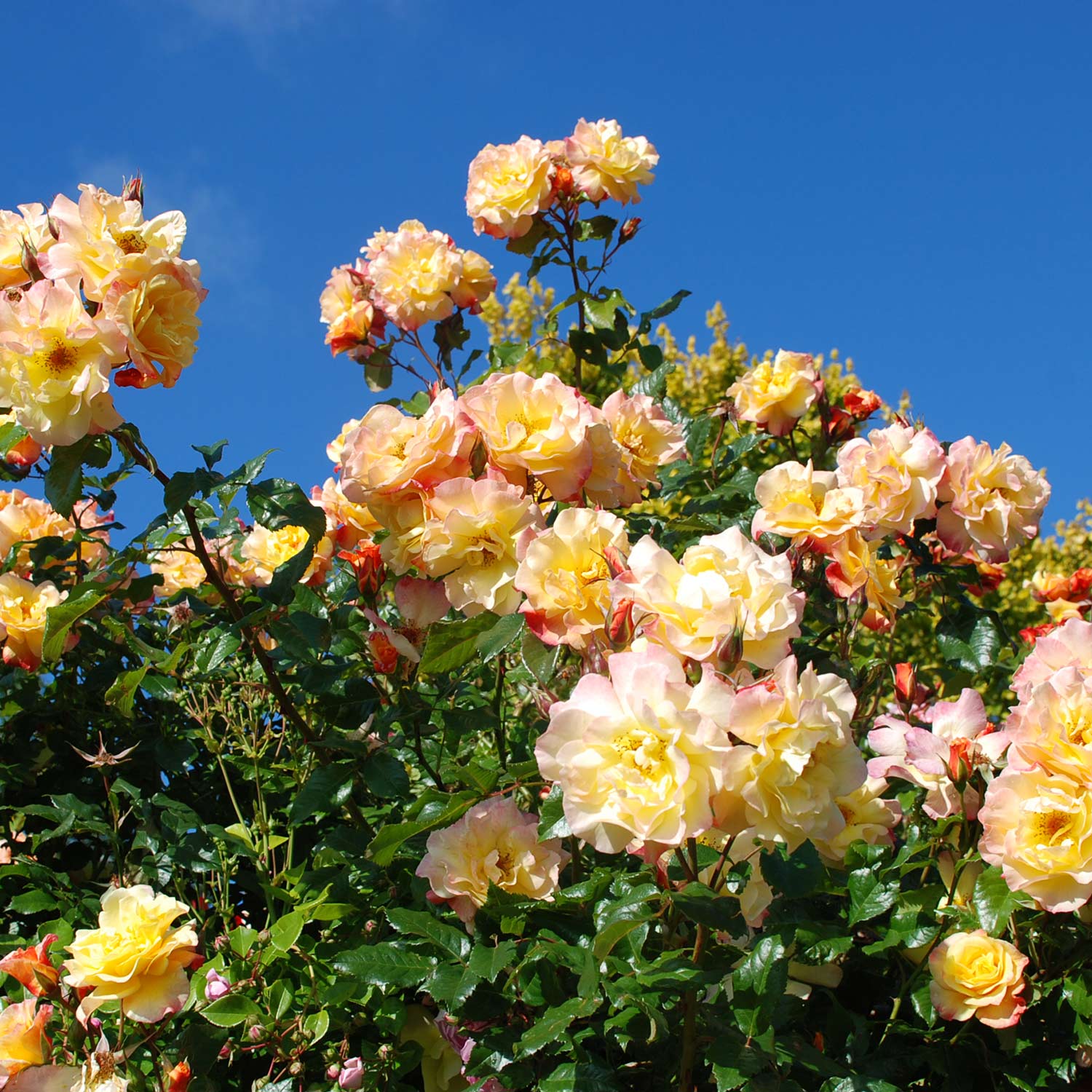 Kletterrose 'Moonlight®' Wurzelnackte Pflanze, 2 - 3 Triebe, A-Qualität Liefergröße: mind. 3 starke Triebe