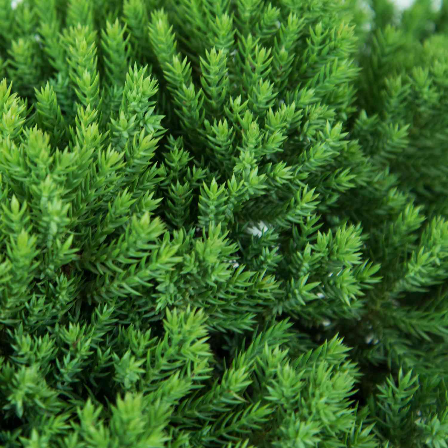 Japanischer Kriechwacholder 'Nana' Japanischer Kriechwacholder 'Nana'