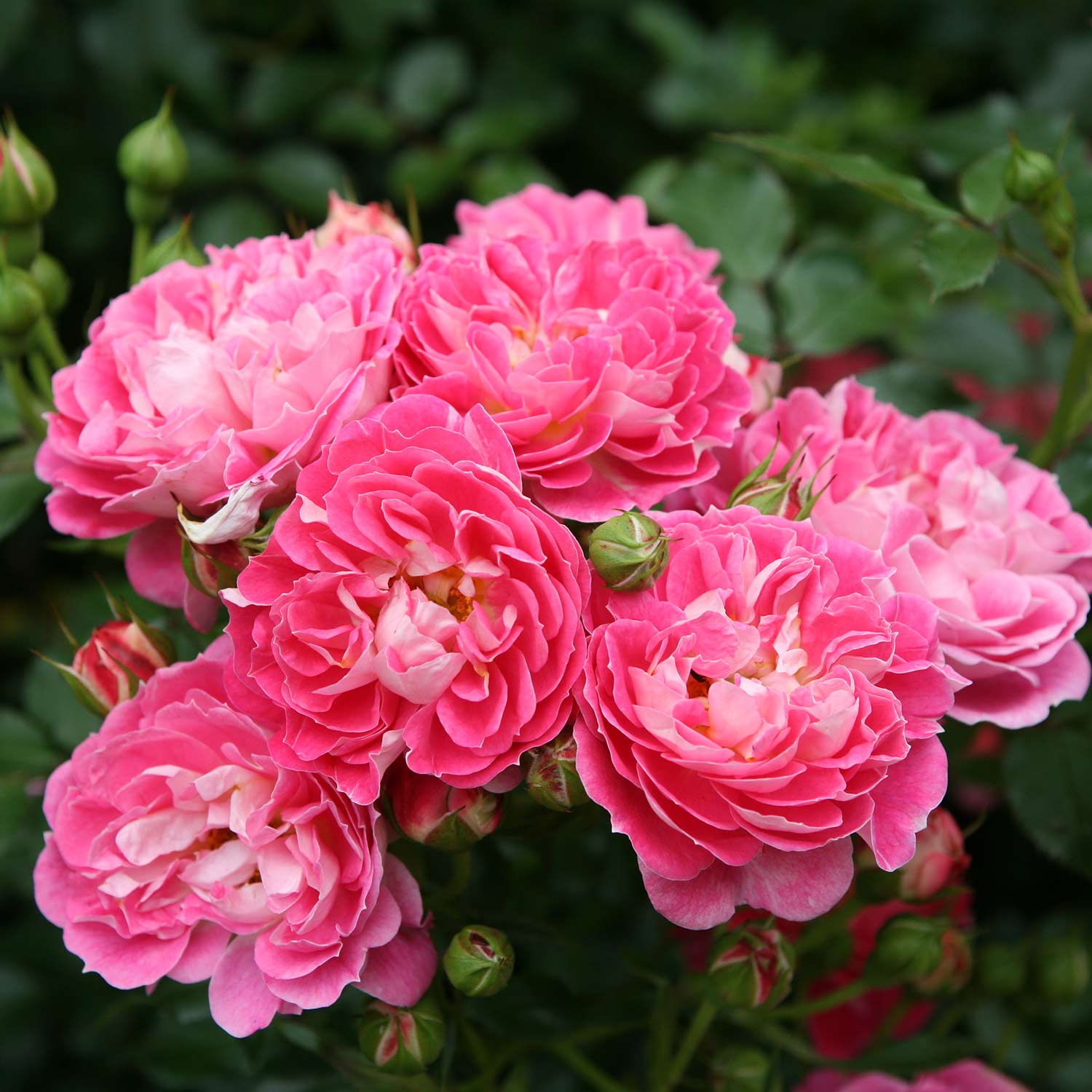 Zwergrose 'Charmant®' - ADR-Rose, 5 Liter, 3 starke Triebe, A-Qualitä Liefergröße: 3 starke Triebe, A-Qualität