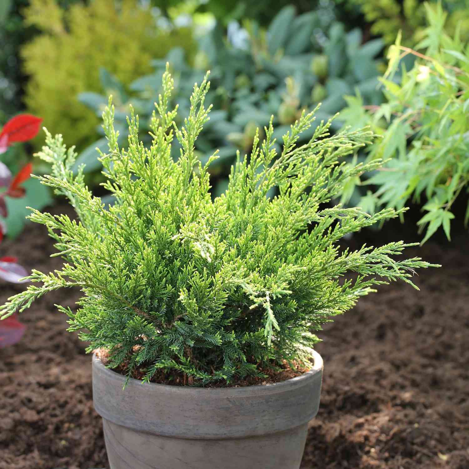 Strauchwacholder 'Mint Julep' Strauchwacholder 'Mint Julep'