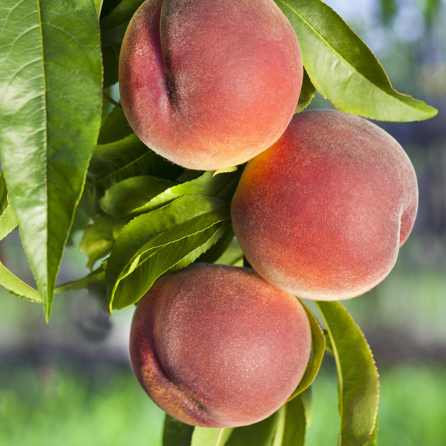 Kategorie <b>Obst </b> - Säulennektarine 'Fantasia', 5 Liter, 80 - 120 cm Liefergröße: 80 - 120 cm - Prunus nuciperisca 'Fantasia'