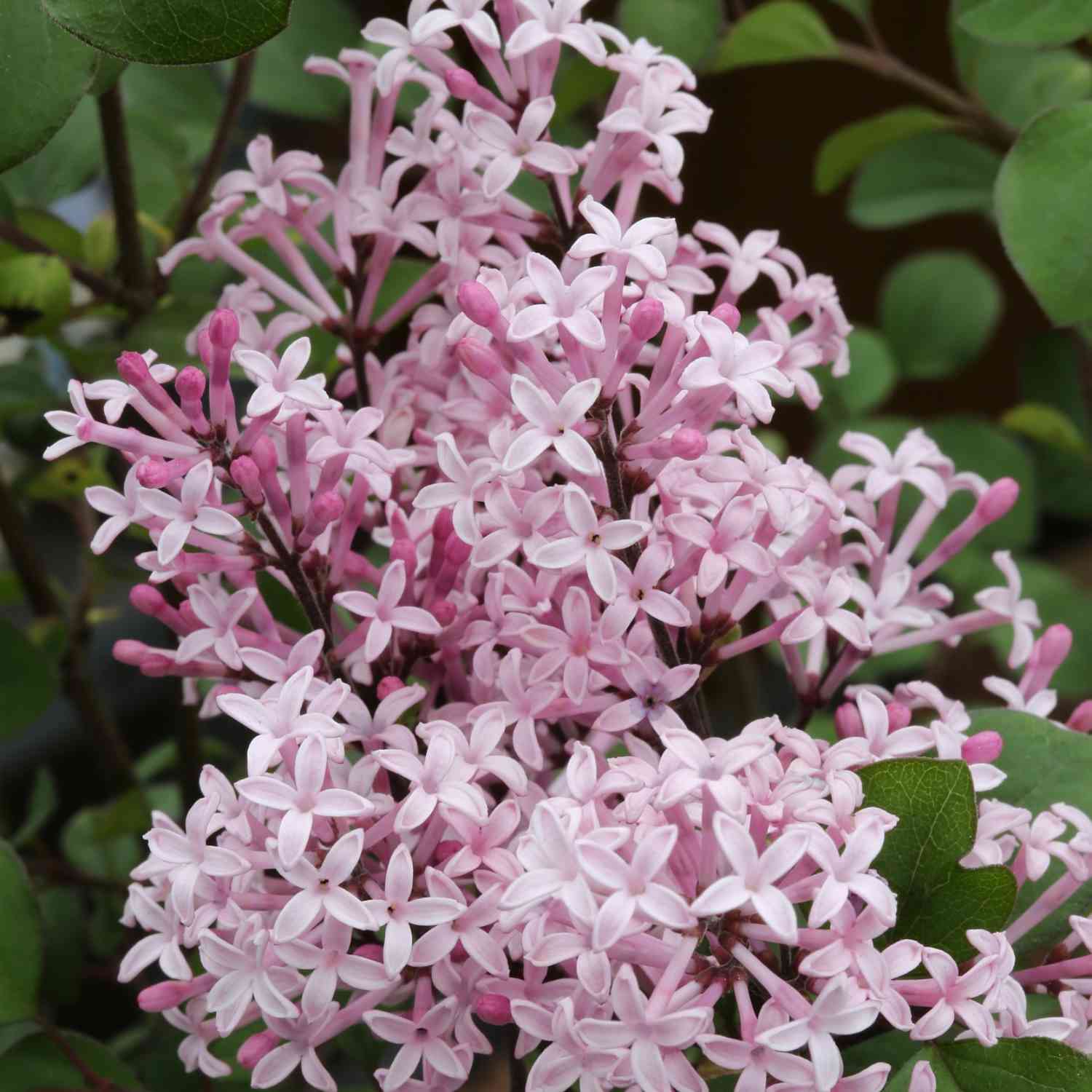 Zwerg-Wildflieder 'Red Pixie'