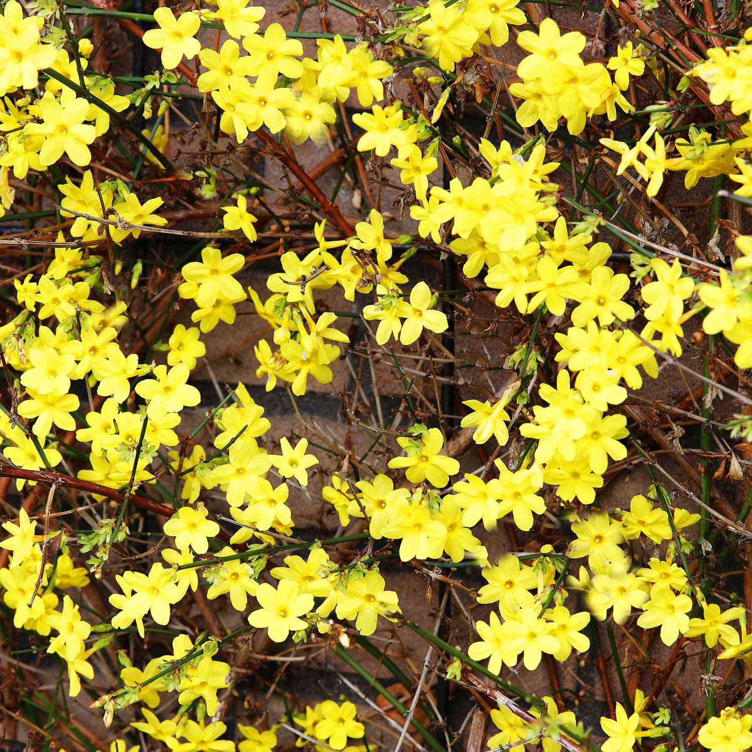 Winterjasmin