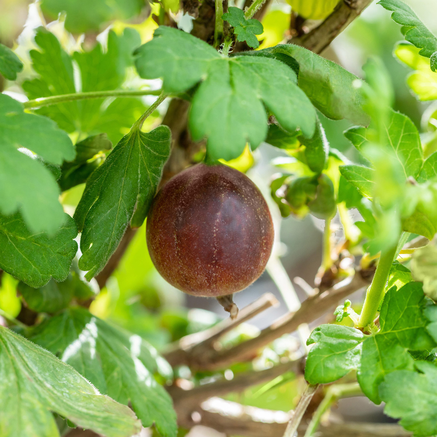 Stachelbeere 'Redeva' - Hochstamm im 5 Liter Container, Stammhöhe 80-90 cm Liefergröße: Stammhöhe 80-90 cm
