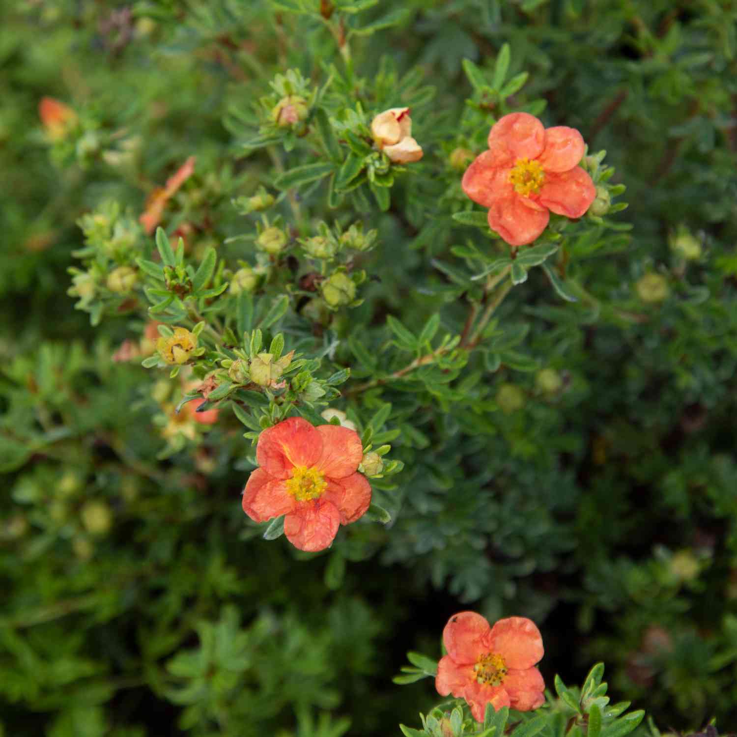 Fingerstrauch 'Marian Red Robin®'