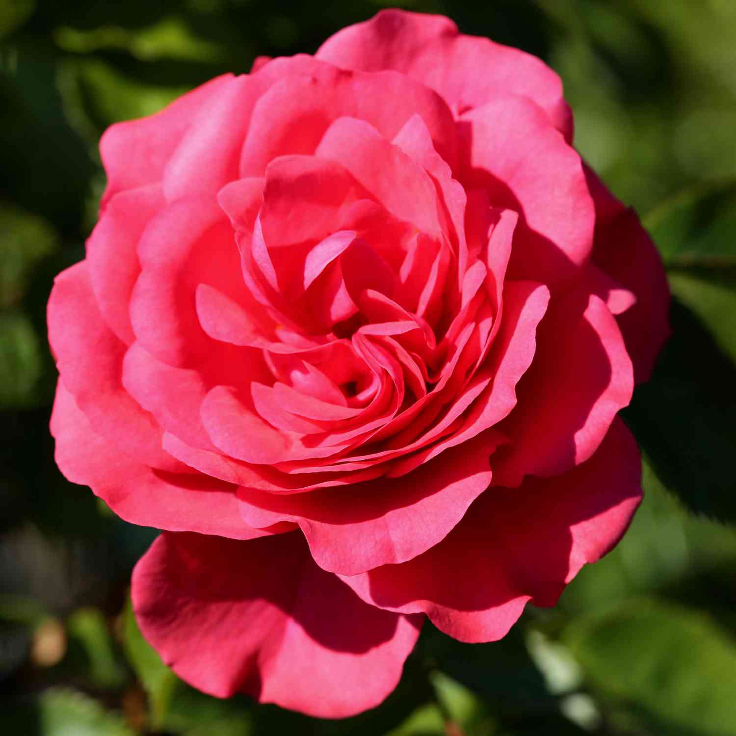 Kletterrose 'Rosarium Uetersen®' Kletterrose 'Rosarium Uetersen®'