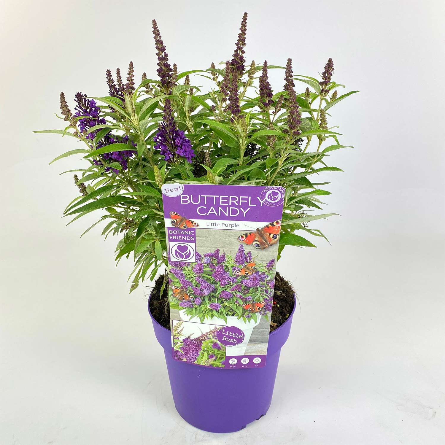 Zwerg-Schmetterlingsflieder 'Butterfly Candy® Little Purple', 3 Liter, 30 - 40 cm Liefergröße: 30 - 40 cm