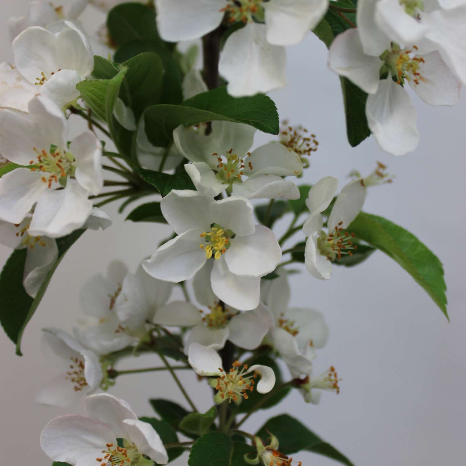 Zierapfel 'Red Sentinel'