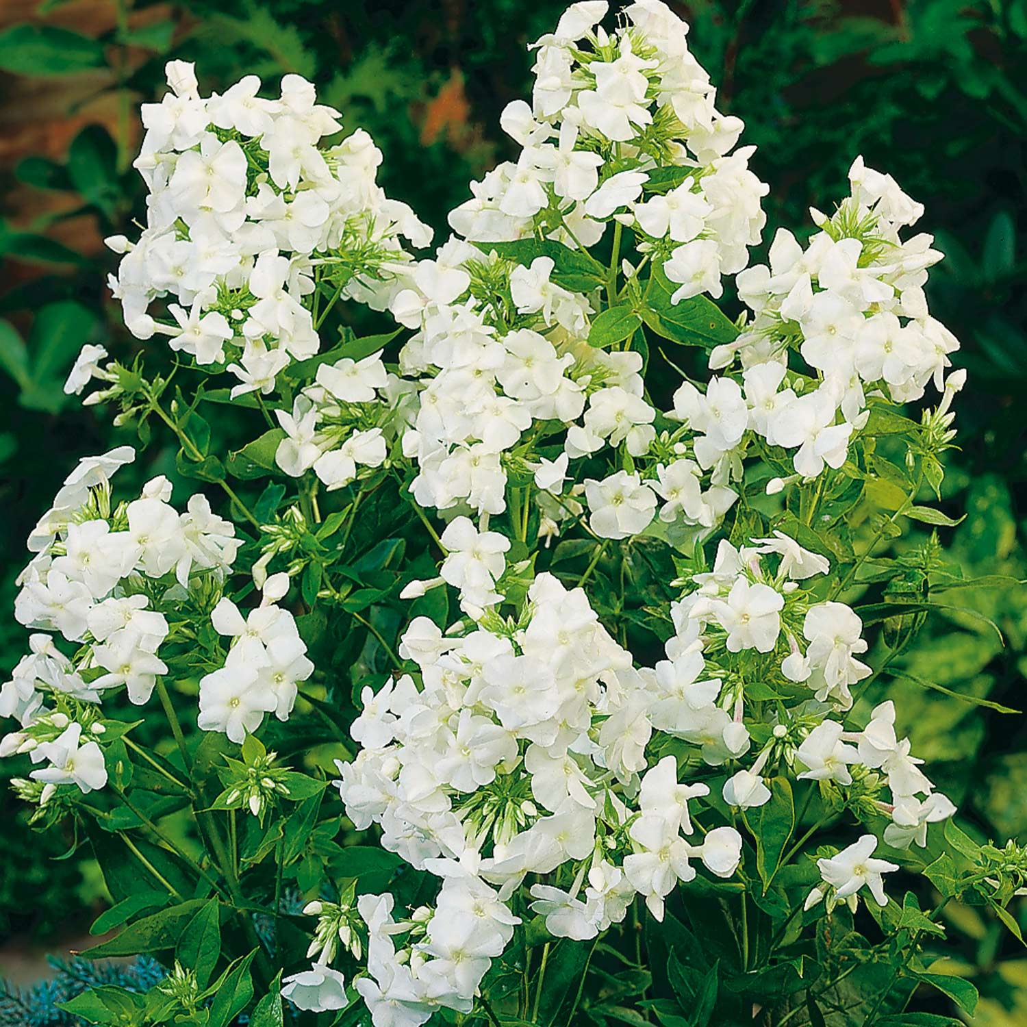 Kategorie <b>Produkt ohne Kategoriezuordnung </b> - Hohe Flammenblume / Gartenphlox 'Rembrandt' Lieferform: Im 9 cm Topf - Phlox paniculata Rembrandt