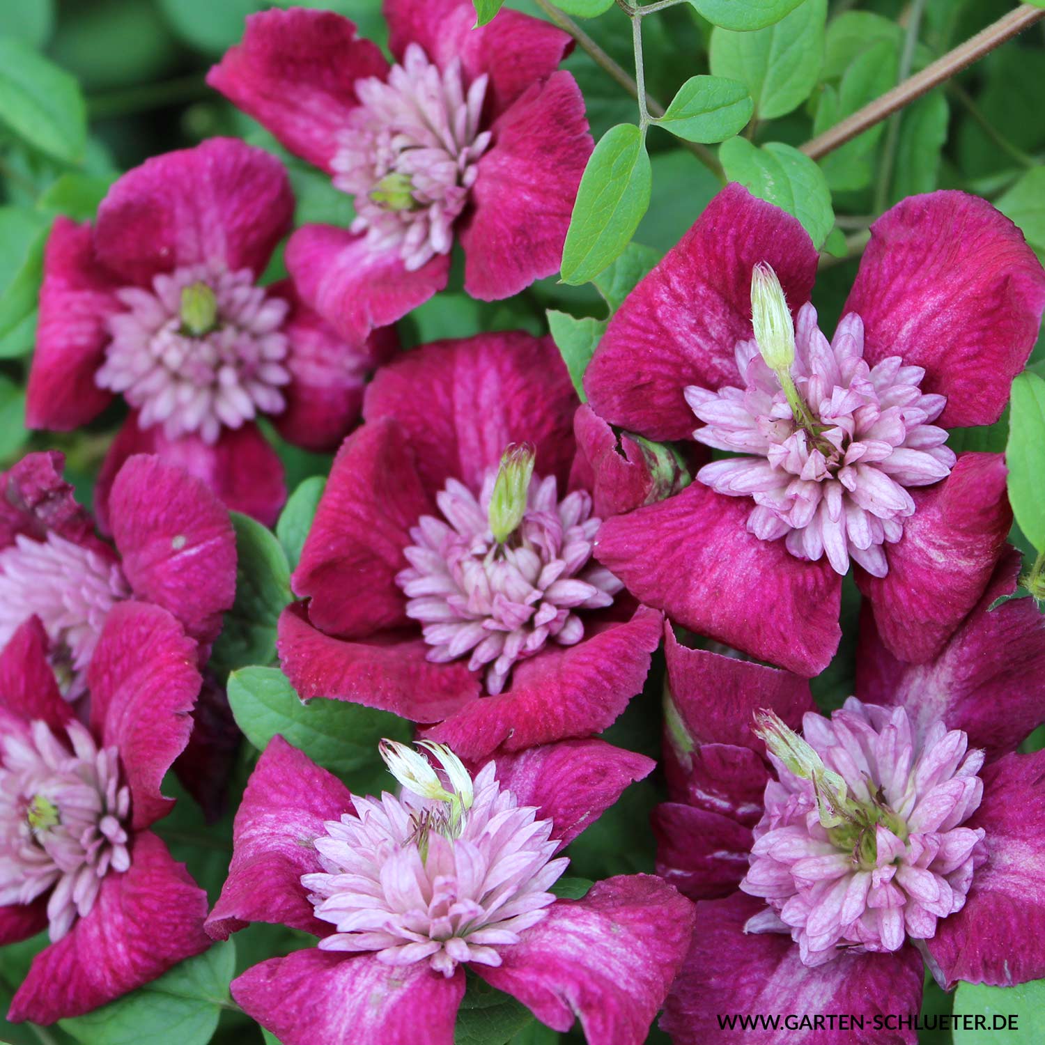 Kategorie <b>Clematis </b> - Clematis viticella 'Avant-garde' TM Evipo 033N. Liefergröße: 60 cm - 100 cm -