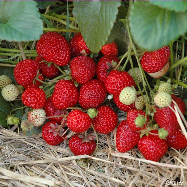 Beeren - Erdbeere HUMMI® 'Neue Mieze' Lieferform: 6 Pflanzen - Fragaria ananassa