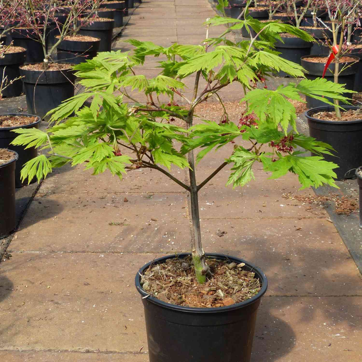 Japanischer Feuerahorn 'Aconitifolium'