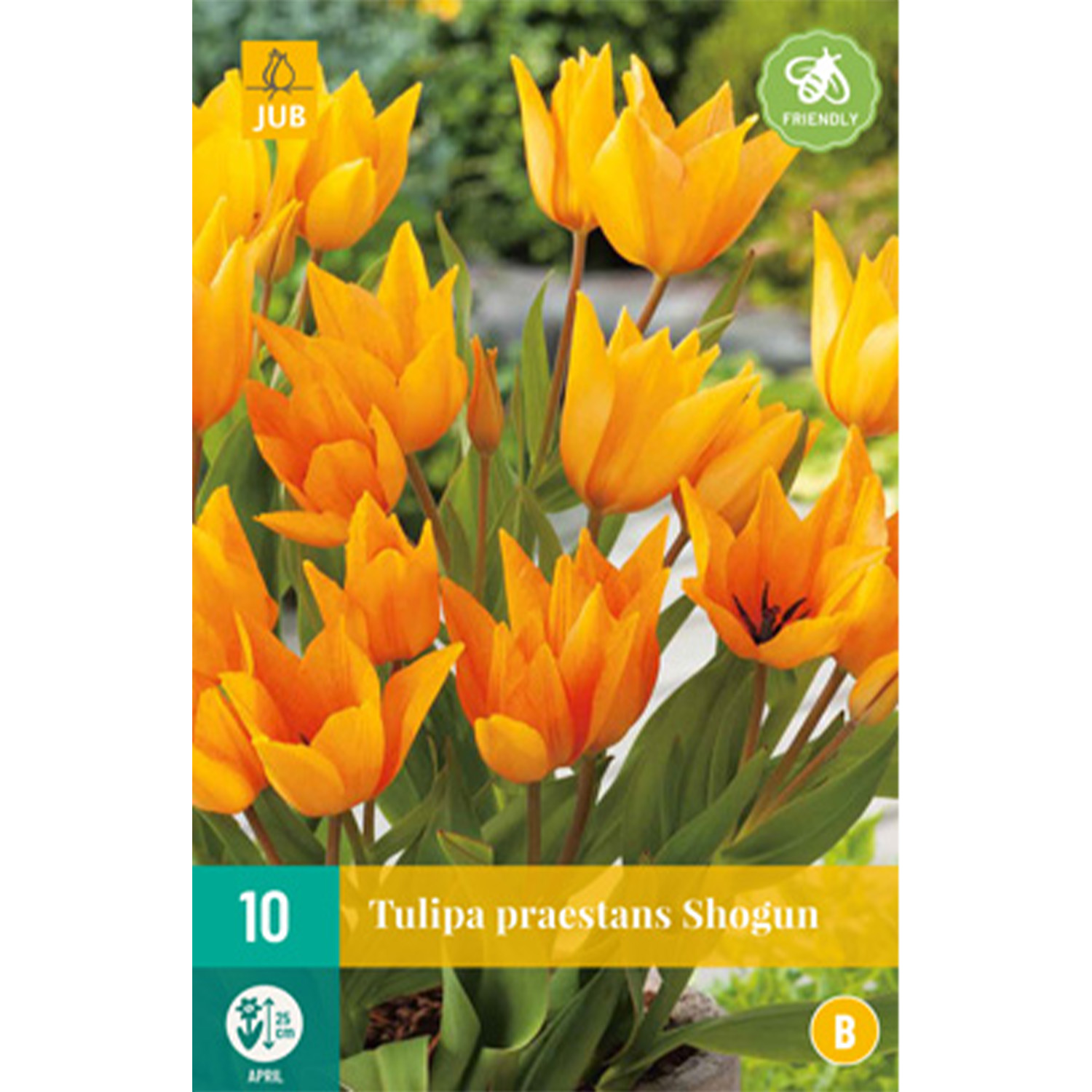 Wildtulpe 'Praestans Shogun' - 10 Stück Liefergröße: Zwiebelgröße 9/+