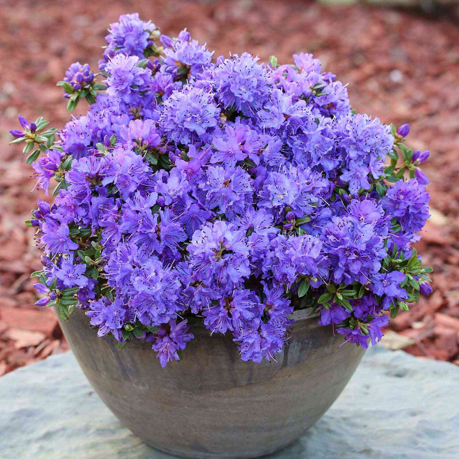 Kleinblättriger Rhododendron 'Saint Merryn'