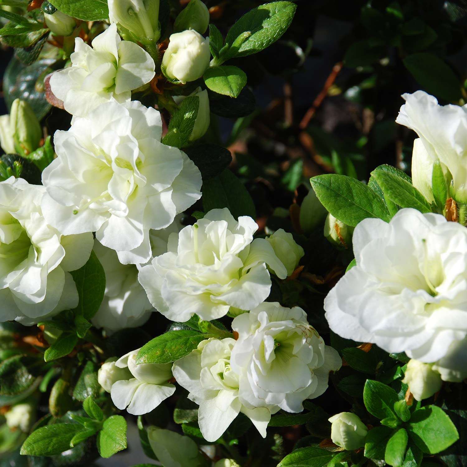 Japanische Azalee 'Schneeperle®', 2 - 3 Liter, 25 - 30 cm Liefergröße: 25 - 30 cm