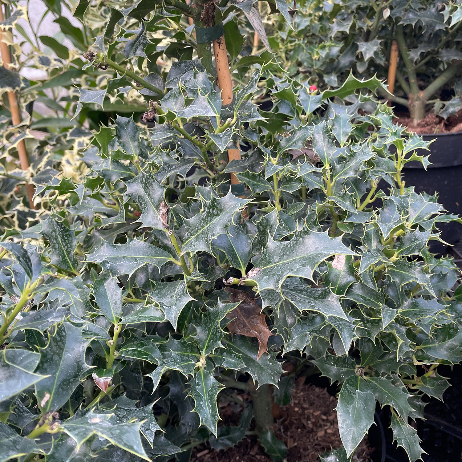 Stechpalme 'Alaska' Stechpalme 'Alaska'