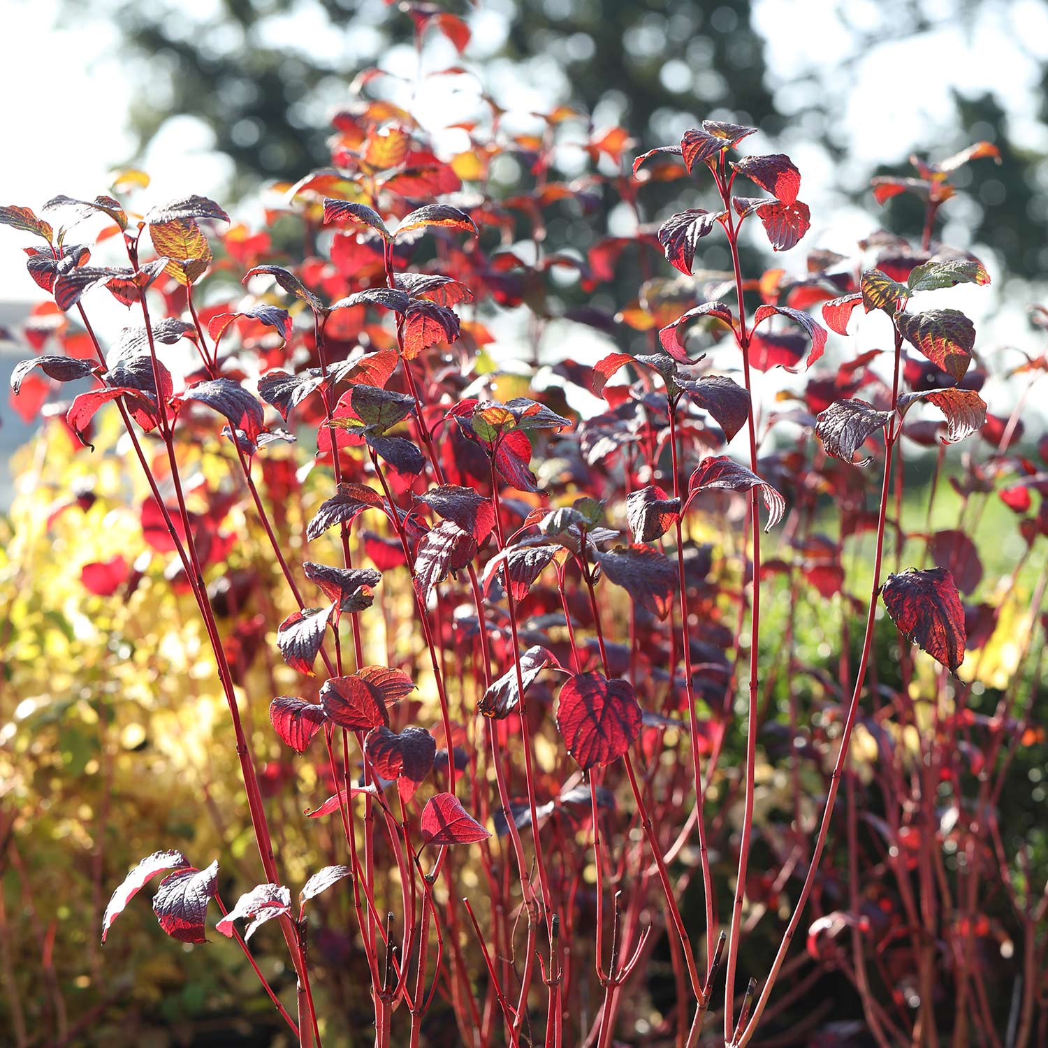 Rotholziger Hartriegel 'Sibirica' Container, 60-100 cm Liefergröße: 60-100 cm