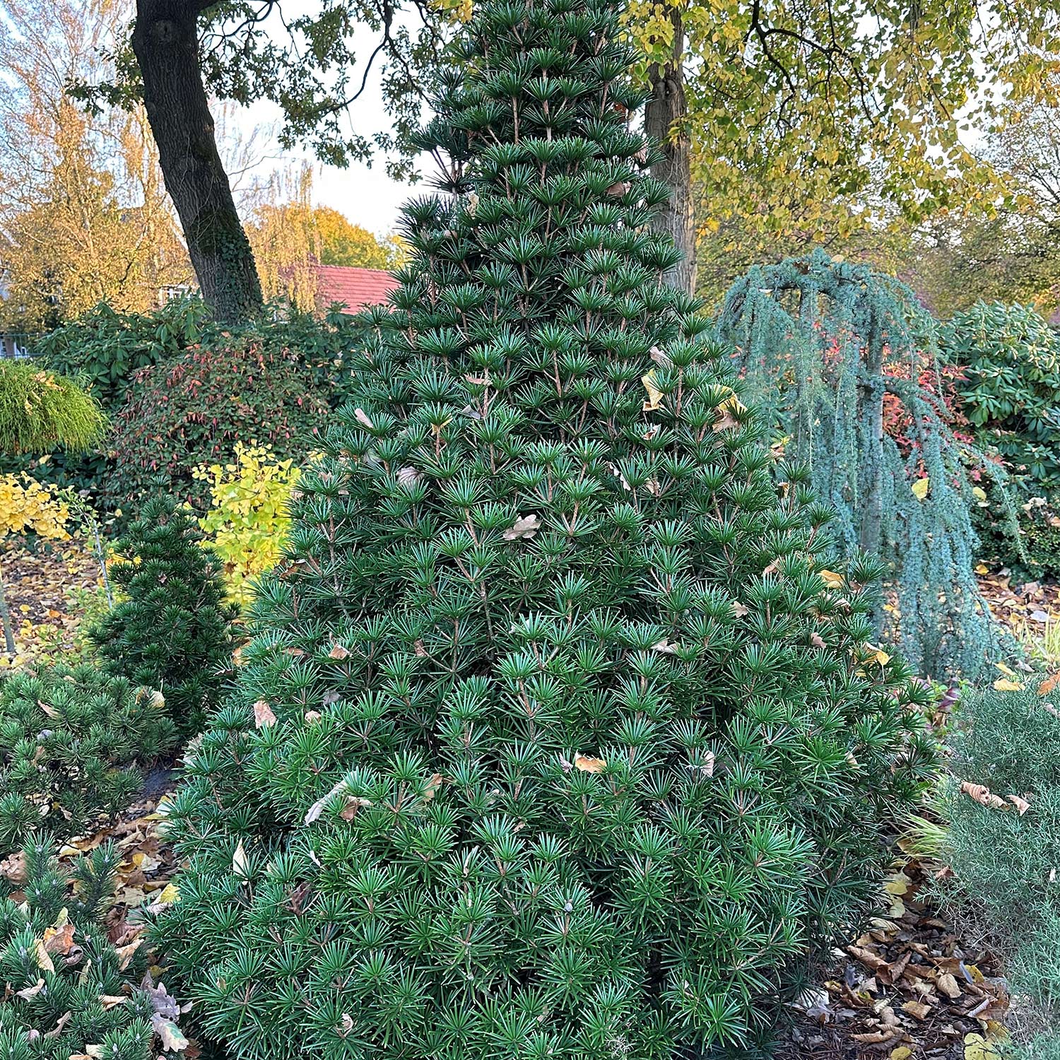 Kategorie <b>Produkt ohne Kategoriezuordnung </b> - Japanische Schirmtanne C3 30 - 40 cm Liefergröße: 30-40 cm - Sciadopitys verticillata