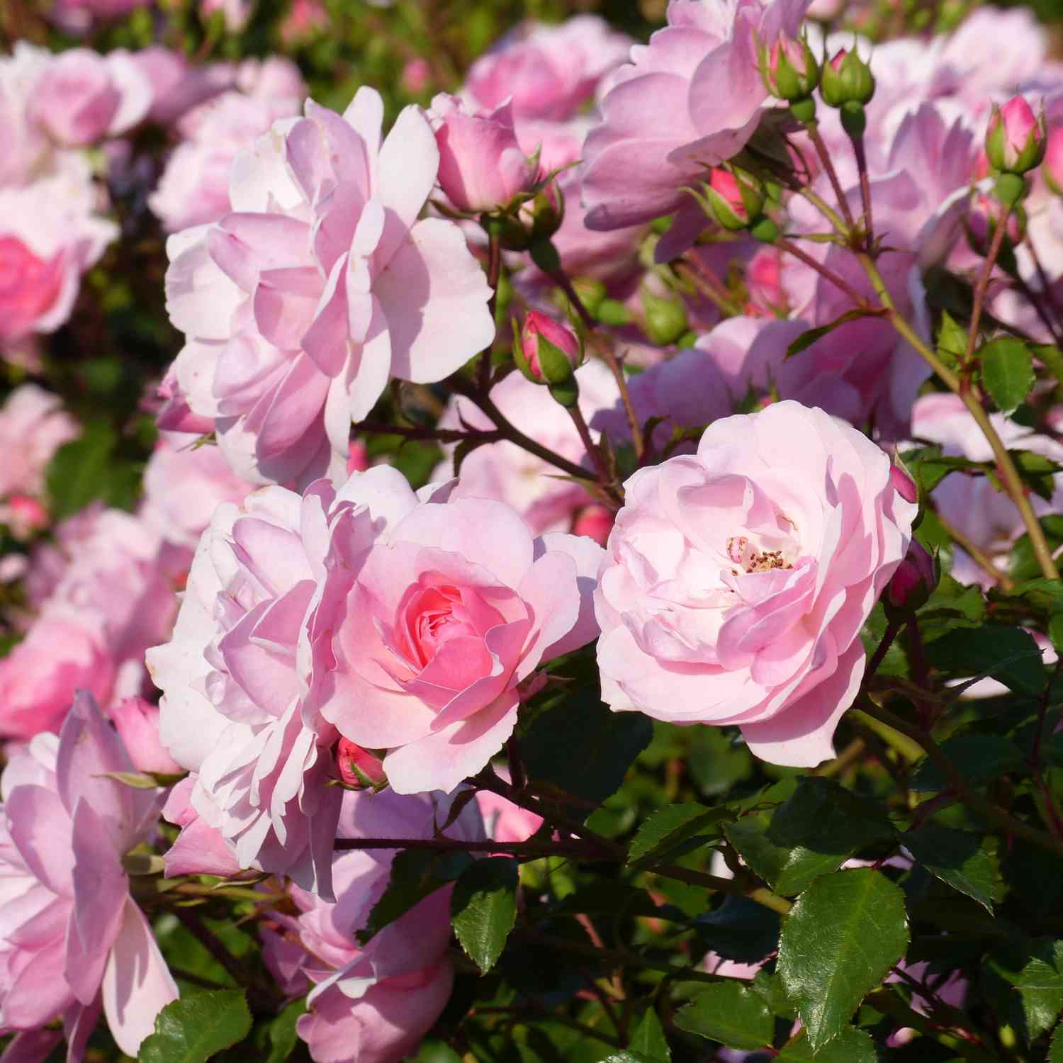 Beetrose 'Bonica 82®' Beetrose 'Bonica 82®'