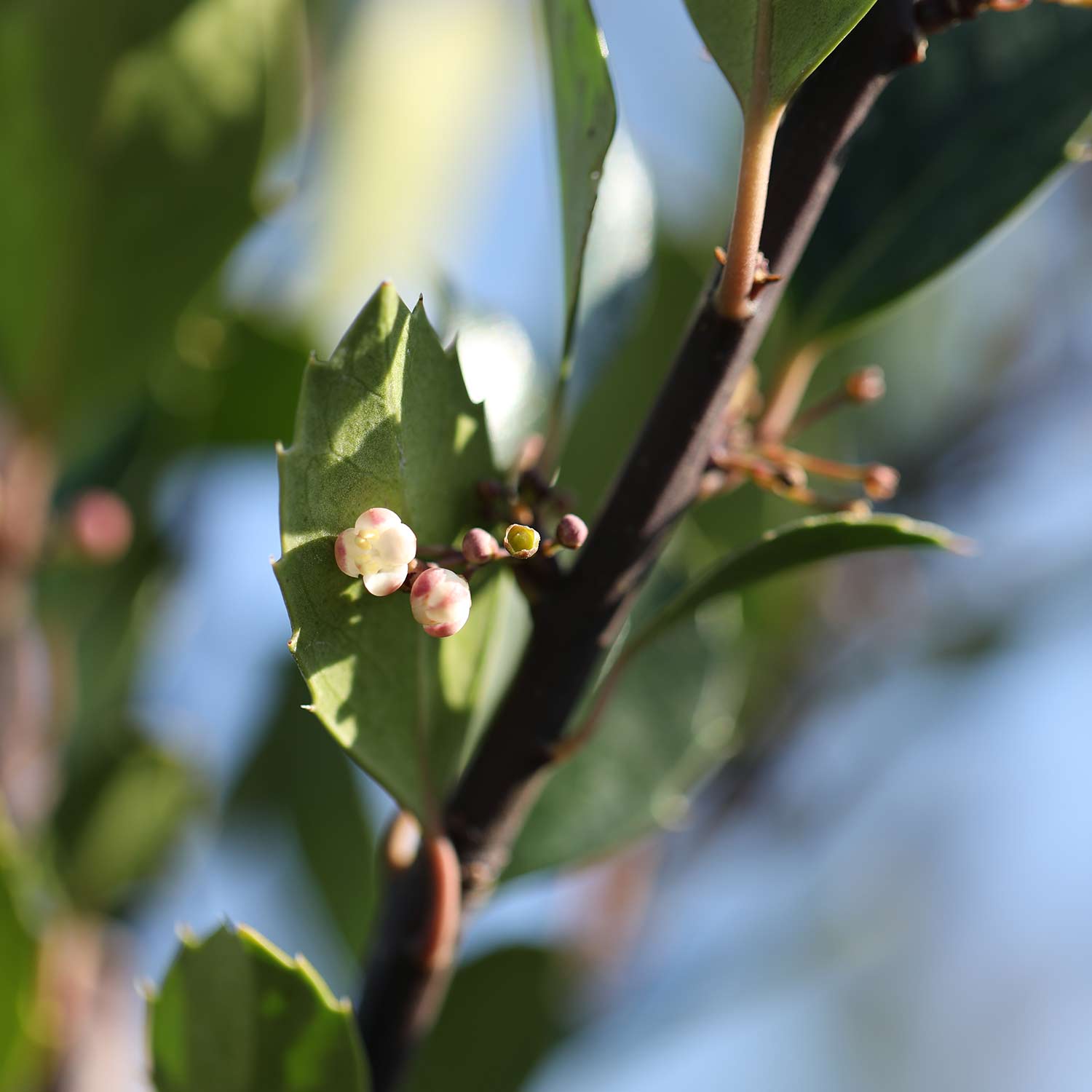 Stechpalme 'Heckenblau®' Stechpalme 'Heckenblau®'