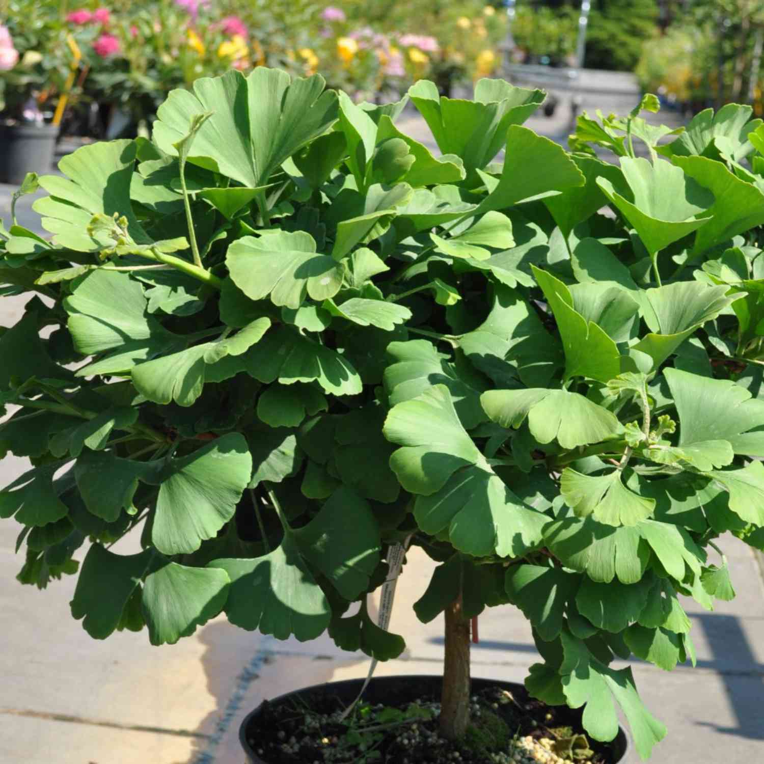 Fächerblattbaum/Gingko 'Troll'
