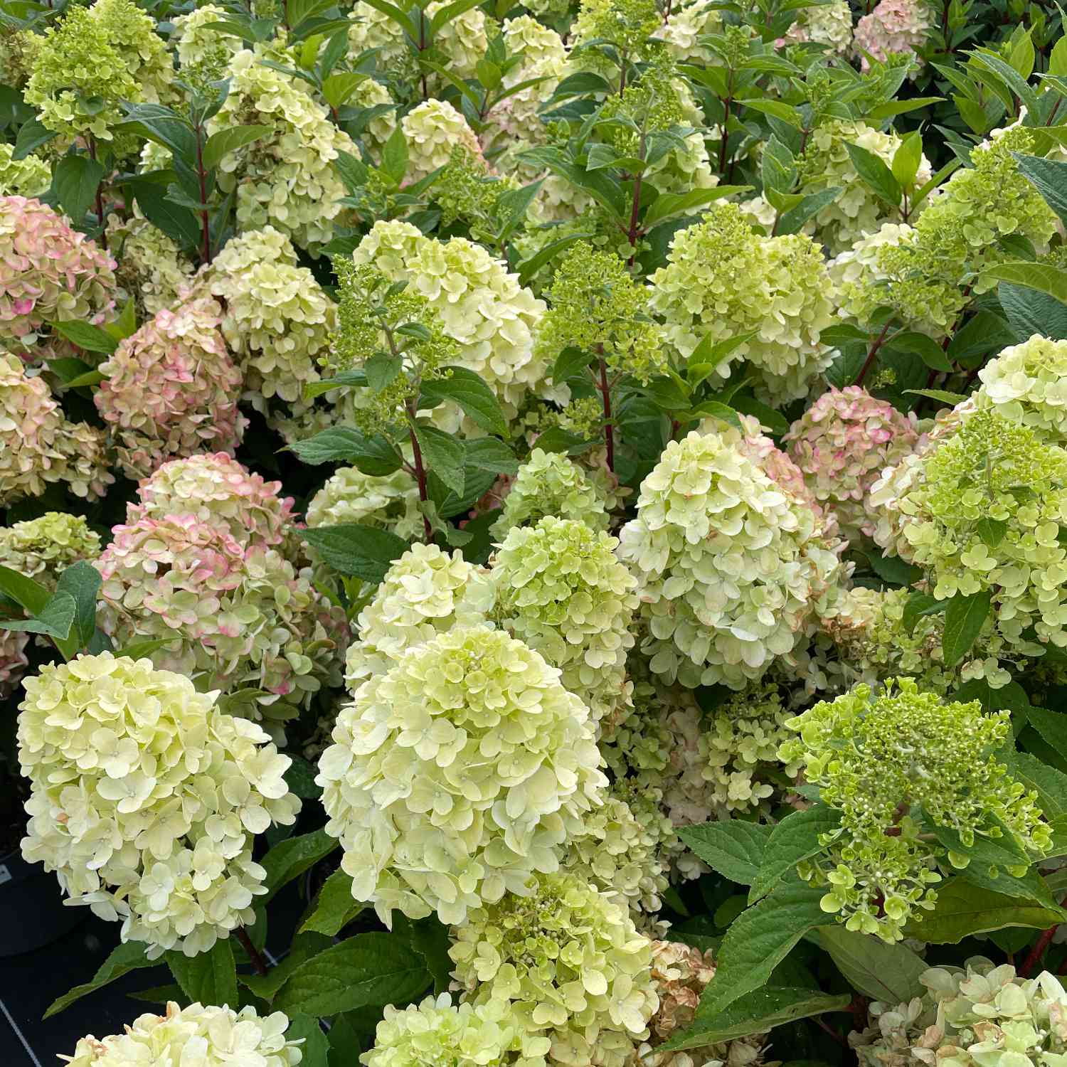 Zwerg-Rispenhortensie 'Bombshell'® Zwerg-Rispenhortensie 'Bombshell'®