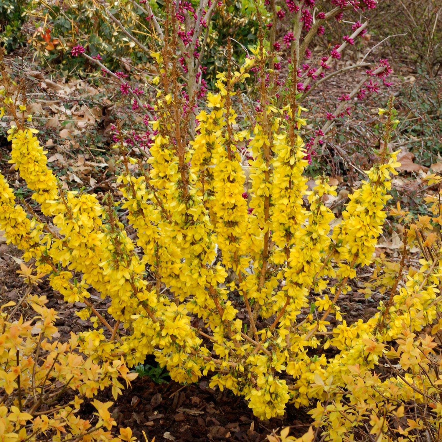 Forsythie 'Mikador'®, 3 - 5 Liter, 40 - 60 cm Liefergröße: 40 - 60 cm