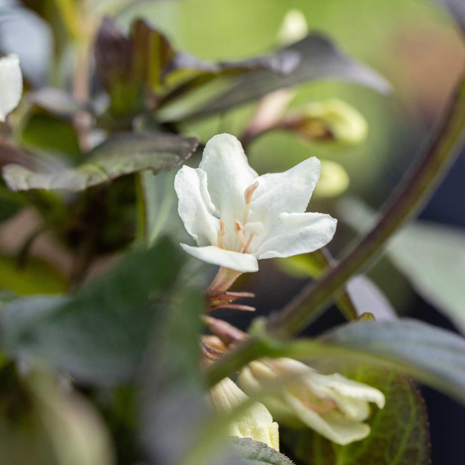 Weigelie 'Ebony & Ivory'