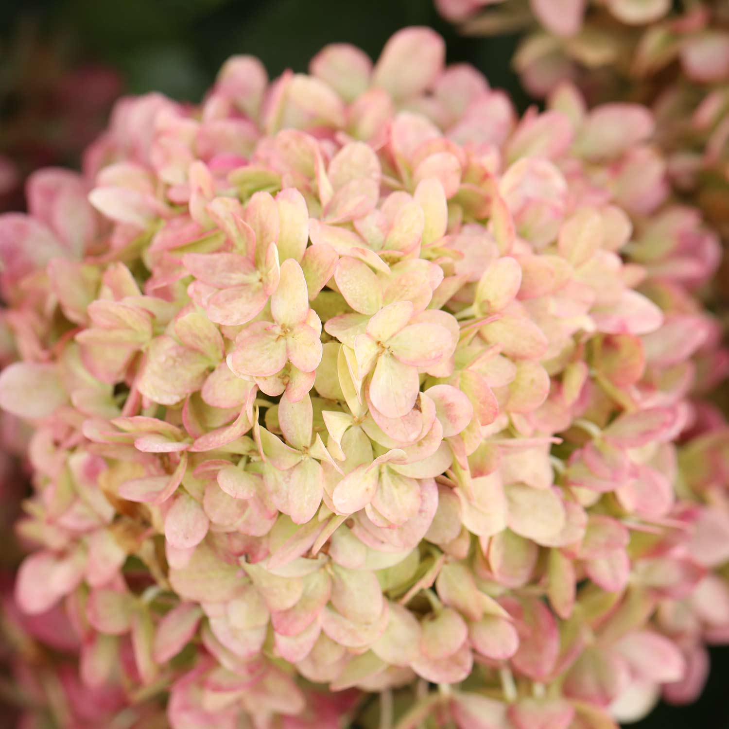 Zwerg-Rispenhortensie 'Little Lime Punch'® Zwerg-Rispenhortensie 'Little Lime Punch'®