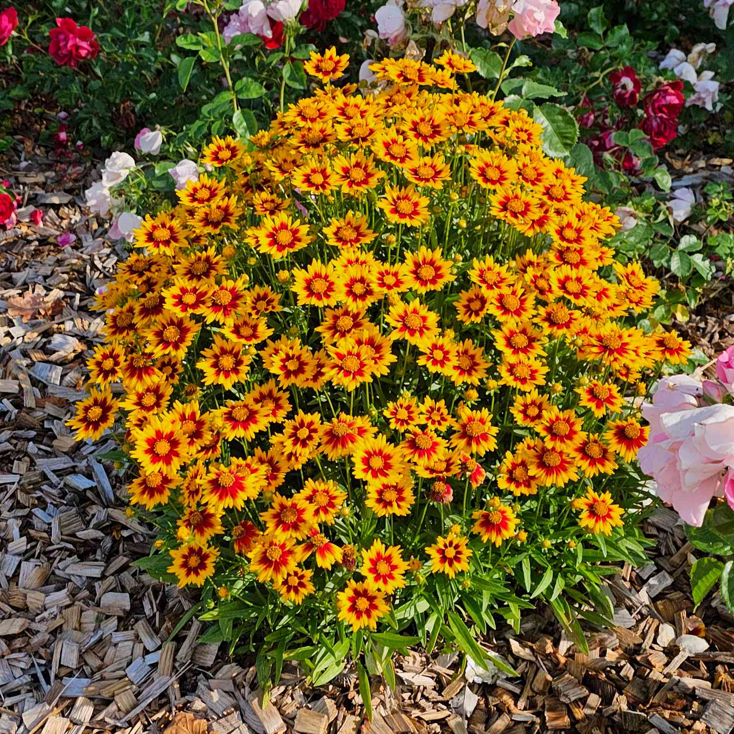 Großblumiges Mädchenauge 'Solar Jewel'
