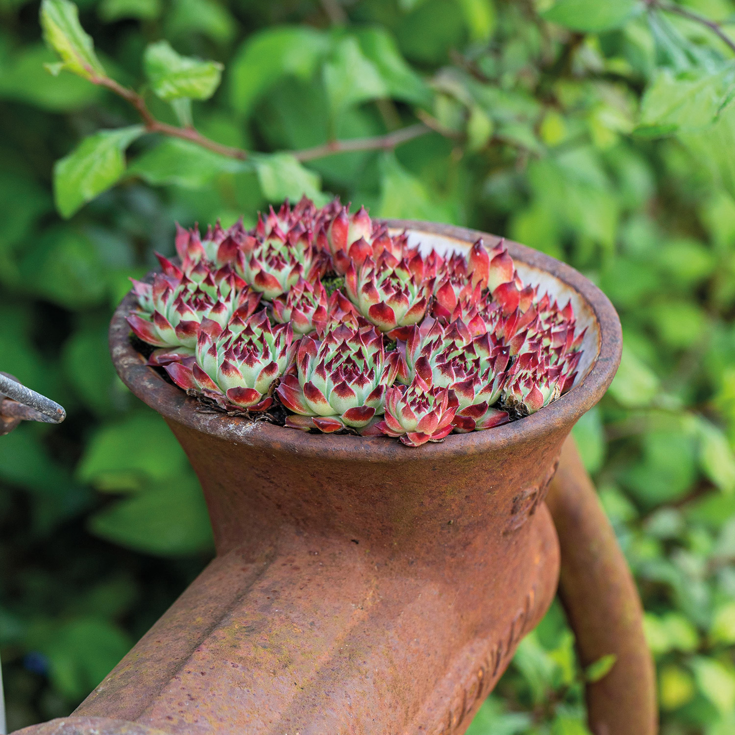 Dachwurz 'Palisander' Lieferform: Im 9 cm Topf