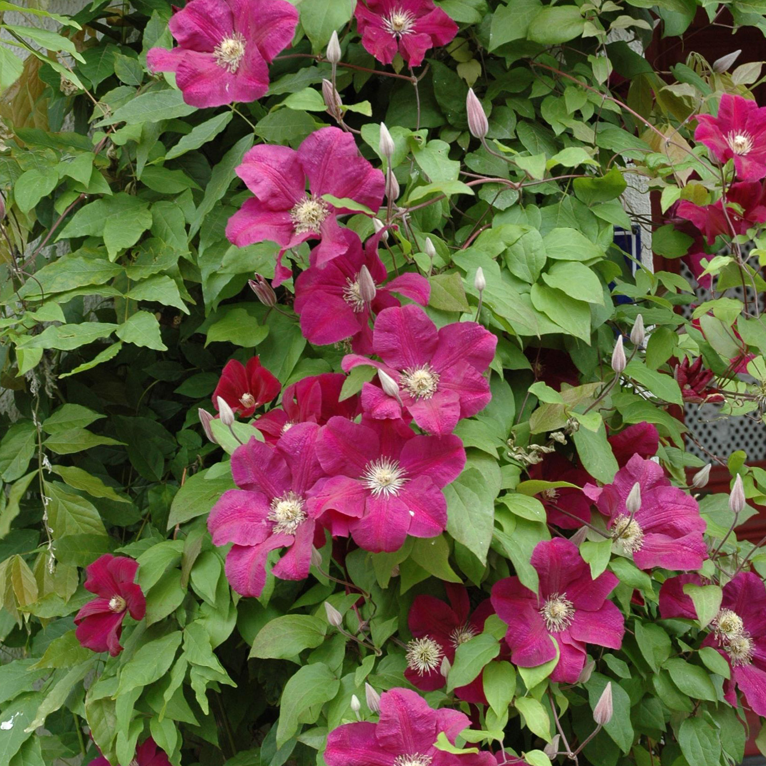 Clematis 'Rouge Cardinal' Liefergröße: 40 - 60 cm