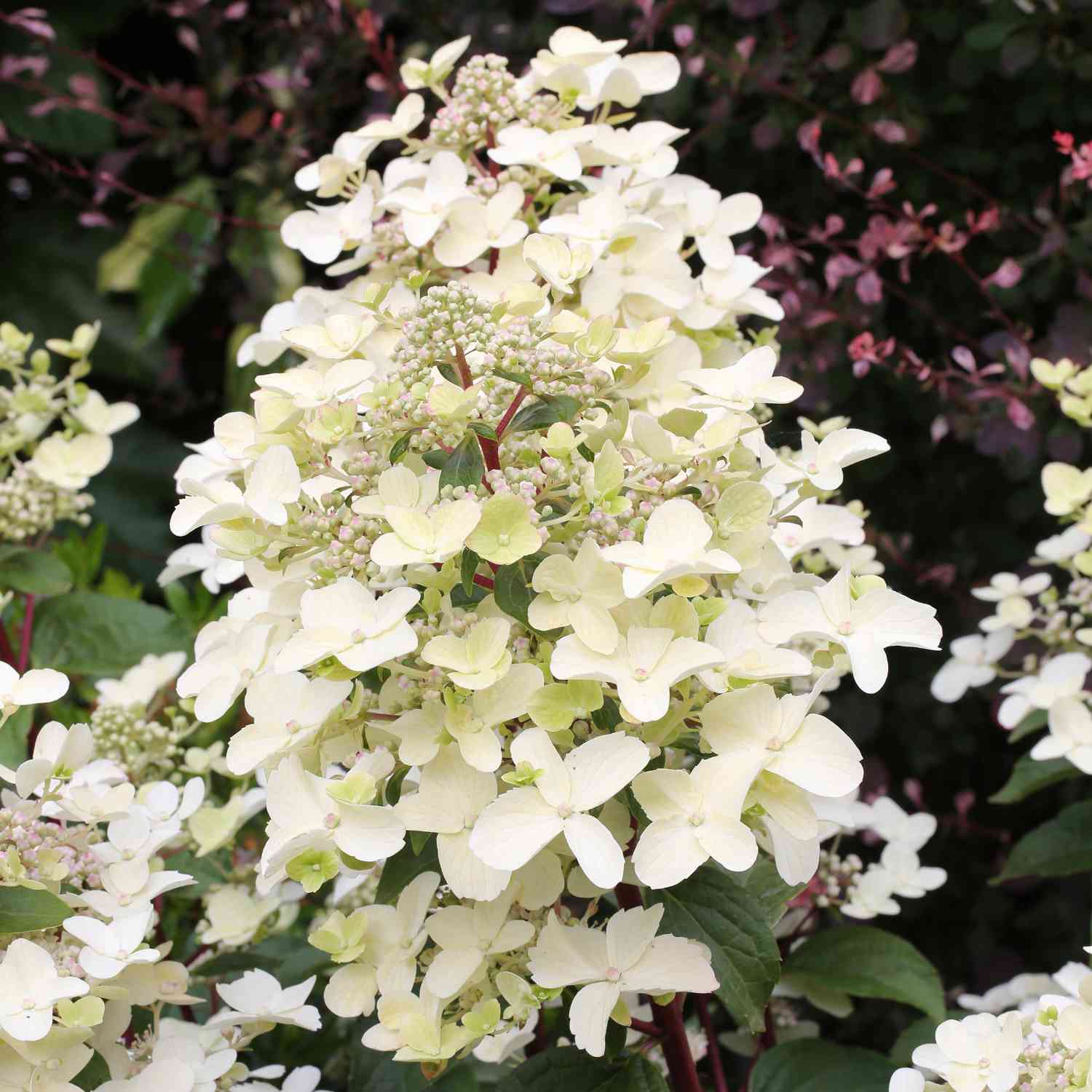 Rispenhortensie 'Wim's Red®' Rispenhortensie 'Wim's Red®'