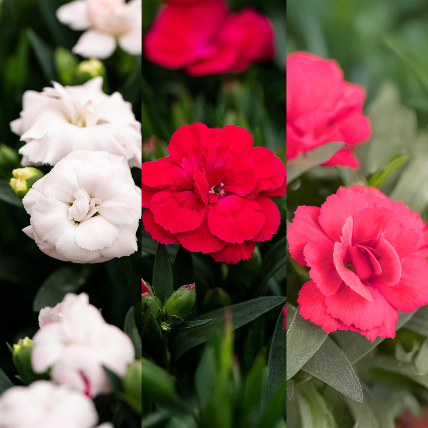 Kategorie <b>Stauden </b> - 3-Farben-Stauden-Nelke 'Oscar®' Lieferform: Im 1,5 Liter Topf - Dianthus caryophyllus 'Oscar'