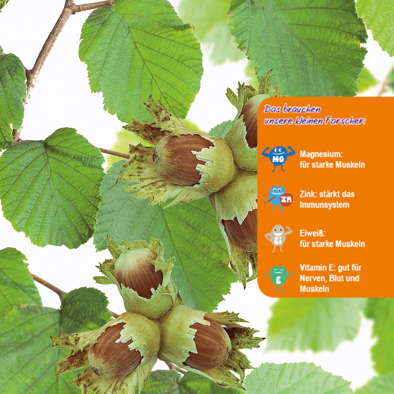 Haselnuss 'Grünes Kraftpaket' - Kleine Gartenforscher Liefergröße: 60 - 100 cm