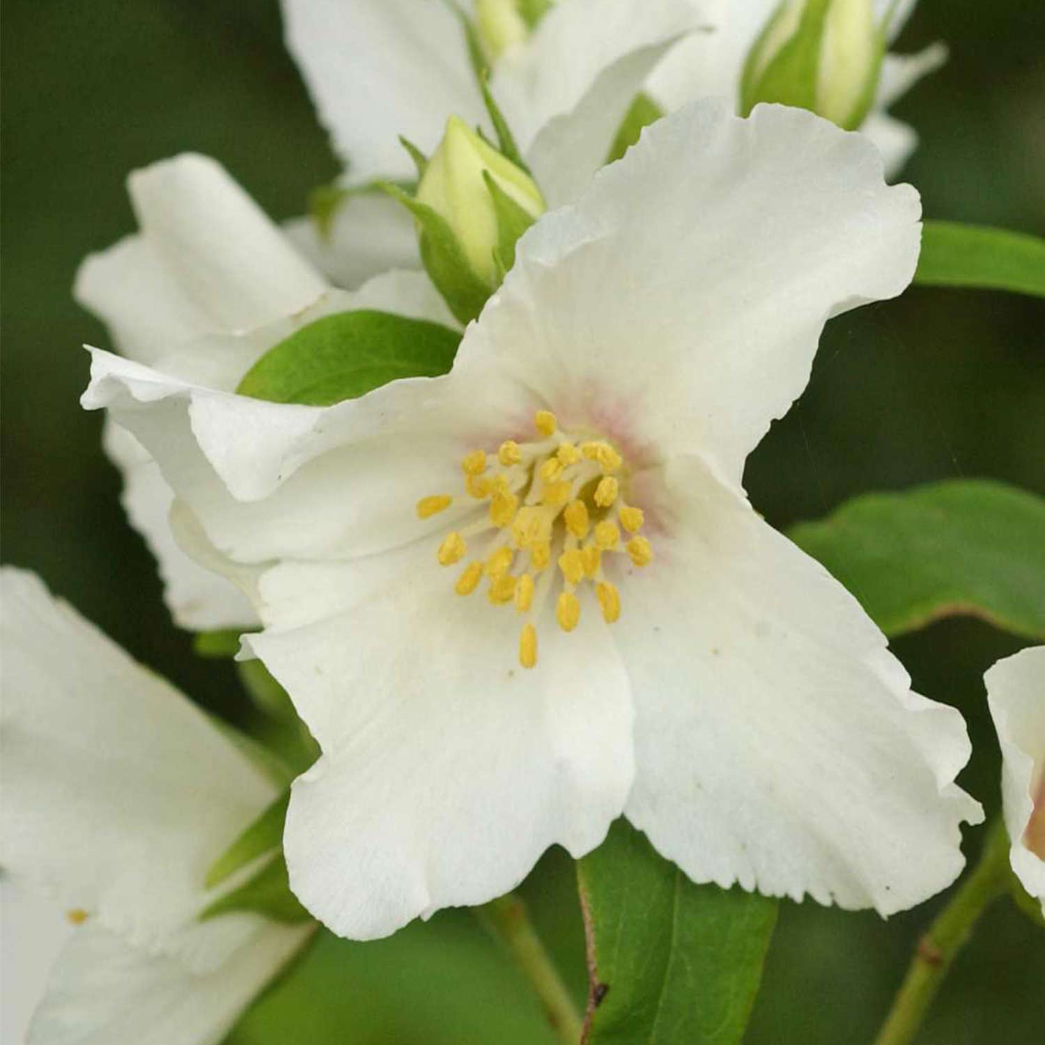 Gartenjasmin 'Belle Etoile', 5 Liter, 60 - 100 cm Liefergröße: 60 - 100 cm