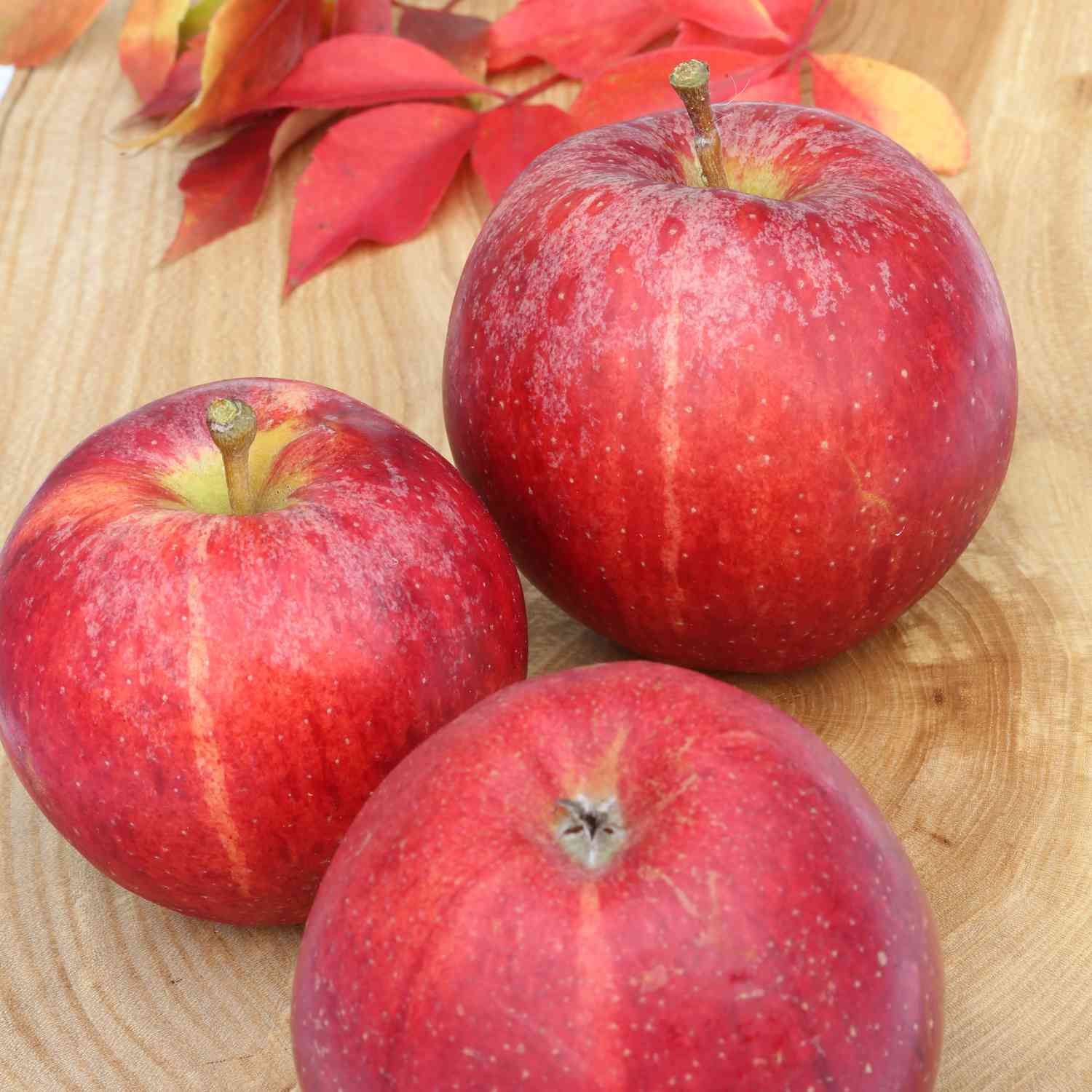 Apfel 'Gala' Apfel 'Gala'
