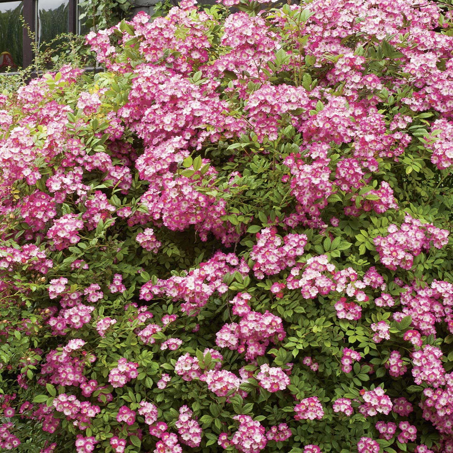 Historische Strauchrose 'Mozart®', 5 Liter, A-Qualität, 3 starke Triebe Liefergröße: drei starke Triebe