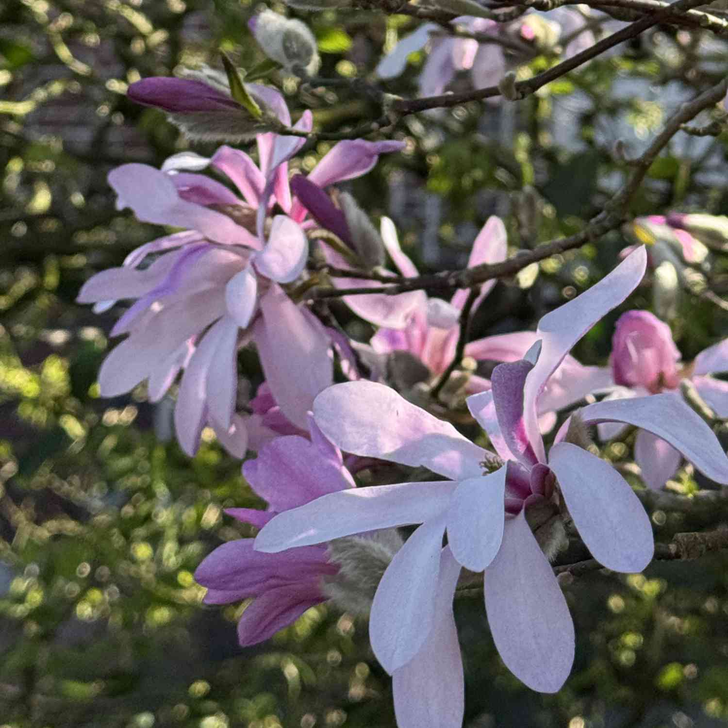 Rosa Sternmagnolie 'Leonard Messel'