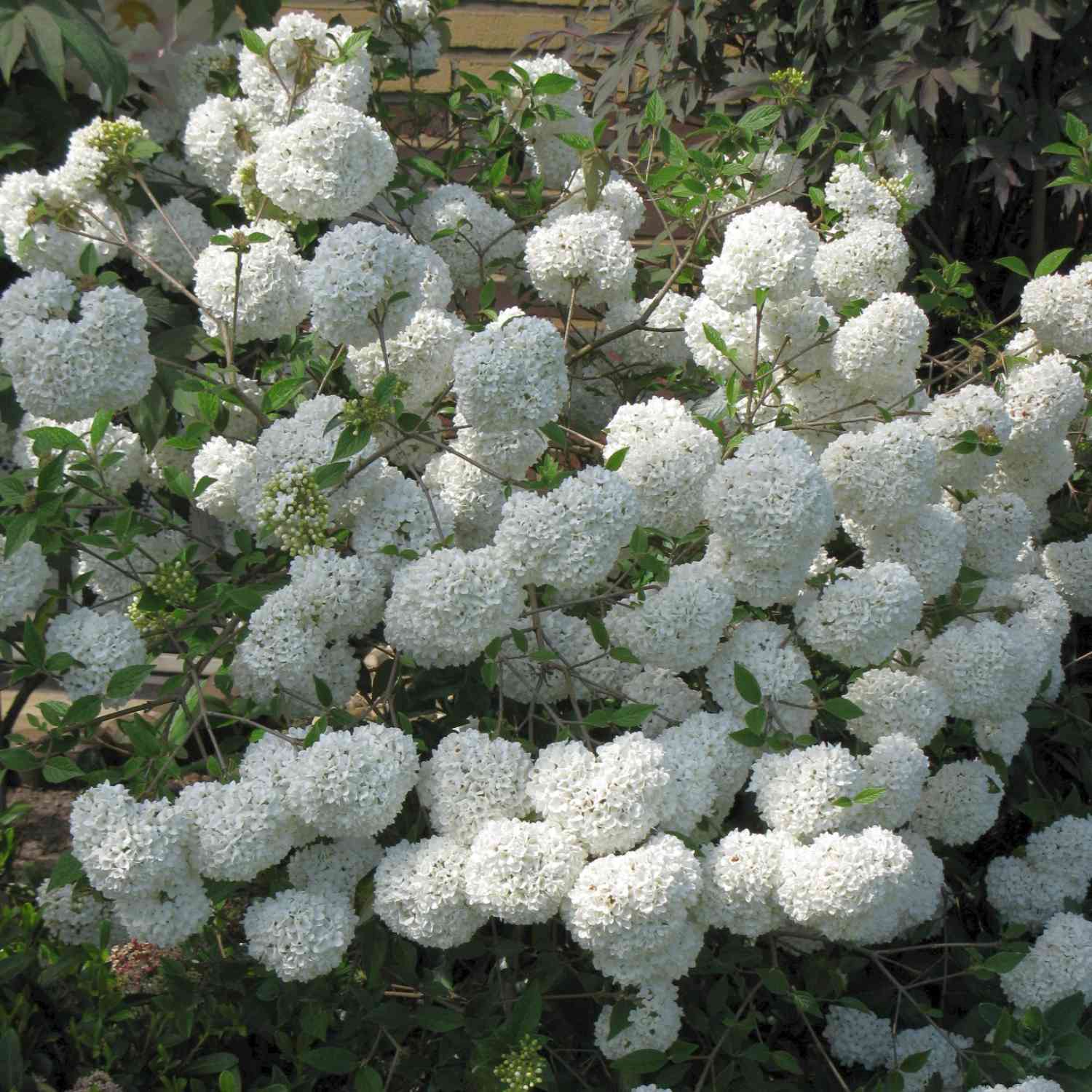 Immergrüner Schneeball 'Eskimo'