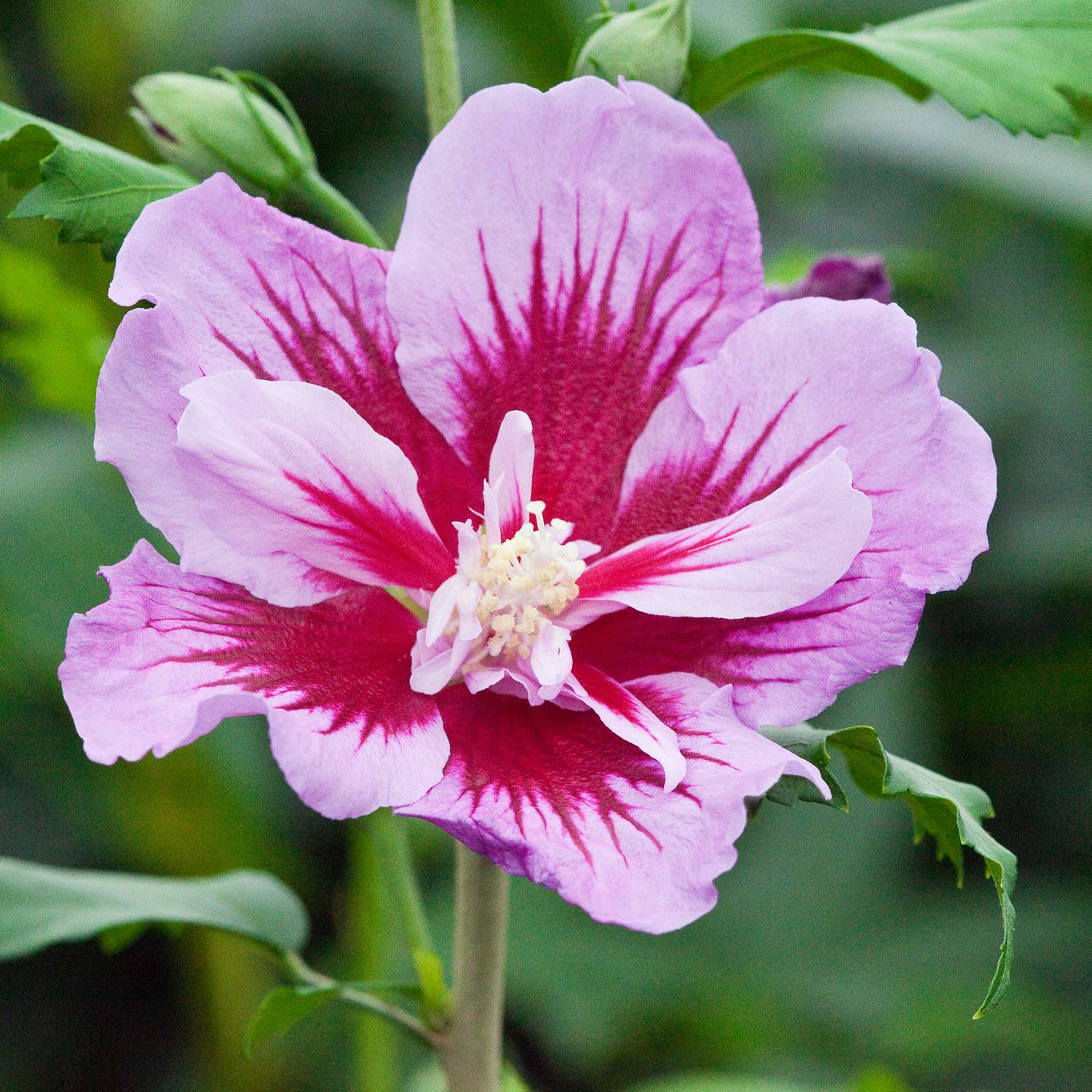 Säulen-Eibisch 'Purple Pillar' Säulen-Eibisch 'Purple Pillar'