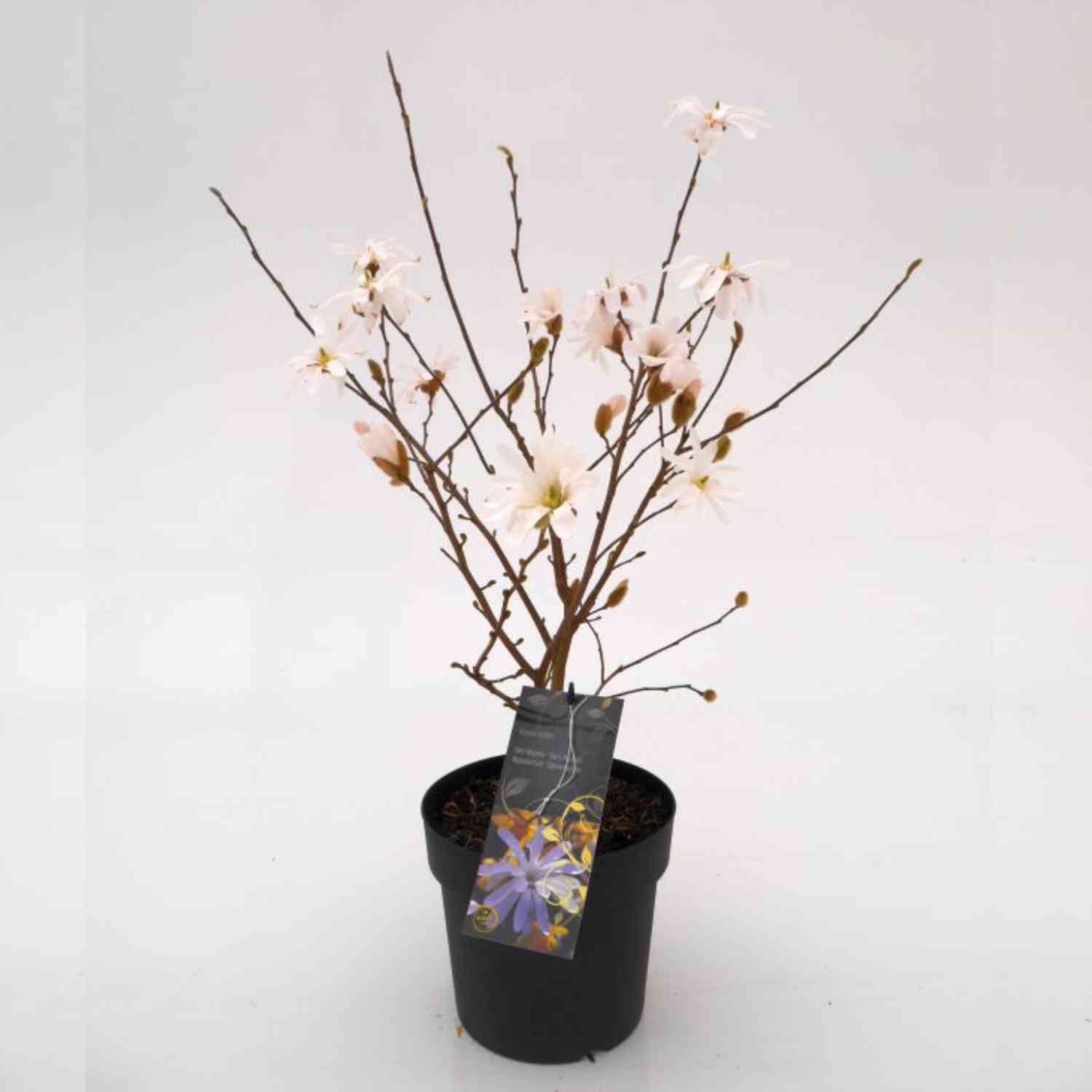 Sternmagnolie 'Frühlingsbote' Sternmagnolie 'Frühlingsbote'